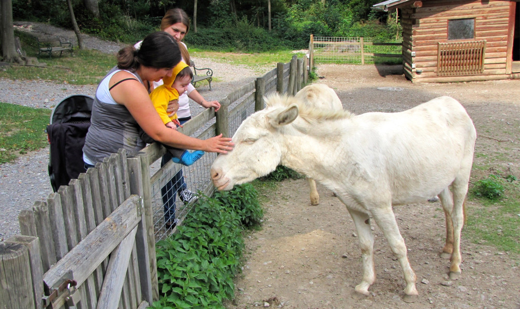 KOE_Wildpark Tierpate Esel 5.jpg