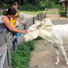 KOE_Wildpark Tierpate Esel 5.jpg