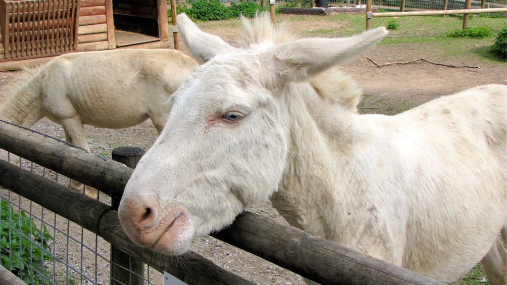 KOE_Wildpark Tierpate Esel 6.jpg