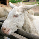 KOE_Wildpark Tierpate Esel 6.jpg