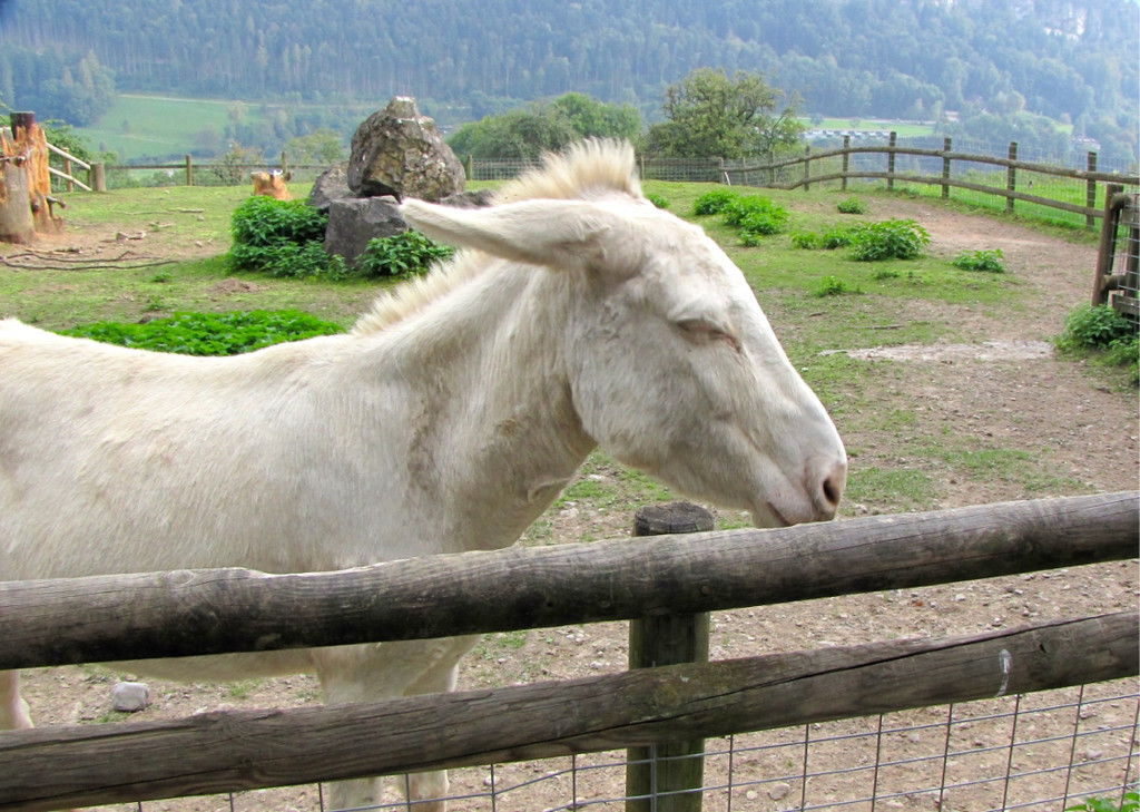 KOE_Wildpark Tierpate Esel 7.jpg