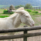 KOE_Wildpark Tierpate Esel 7.jpg