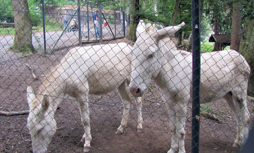 KOE_Wildpark Tierpate Esel 8.jpg