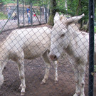 KOE_Wildpark Tierpate Esel 8.jpg