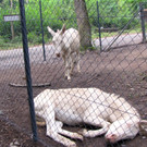 KOE_Wildpark Tierpate Esel 9.jpg