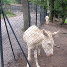 KOE_Wildpark Tierpate Esel 10.jpg
