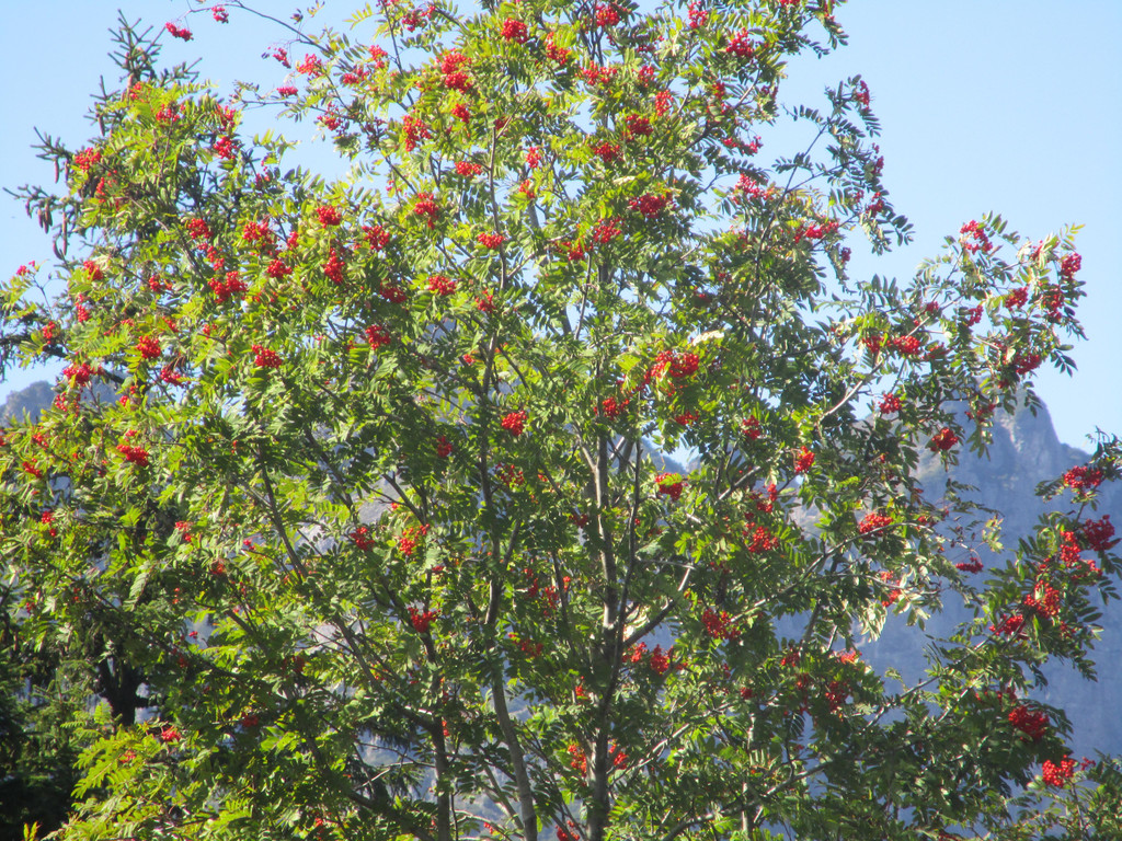 IMG_6356.JPG