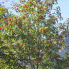 IMG_6356.JPG