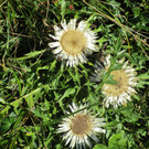 IMG_6359.JPG