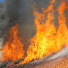 Brand Schlins22.jpg