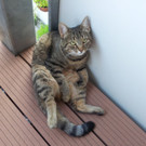 Fotos beider Katzen