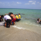 Wale vor Florida gestrandet