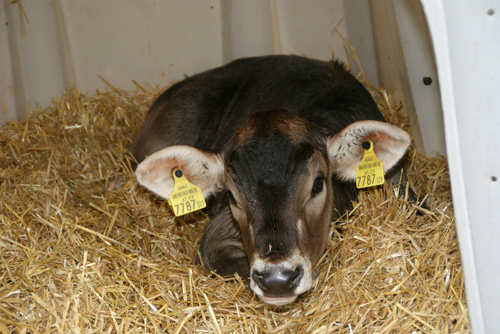Die K__lbchen hatten einen kuscheligen Platz.JPG