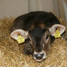 Die K__lbchen hatten einen kuscheligen Platz.JPG