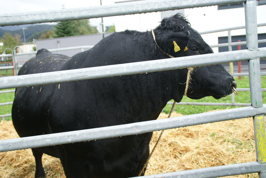 Ein stattlicher Stier_ dessen Gewicht gesch__tzt wurde.JPG