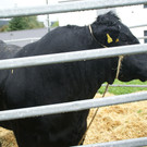 Ein stattlicher Stier_ dessen Gewicht gesch__tzt wurde.JPG