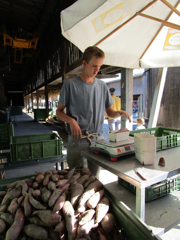 Die frisch geernteten S____kartoffeln werden f__r die Gem__sekisten abgewogen.jpg