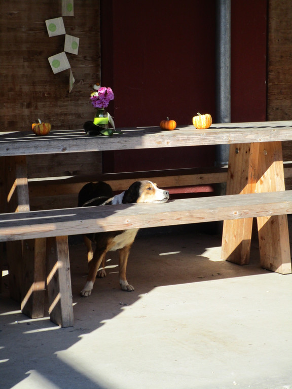 Hofhund Lisa schaut dem Treiben gelassen zu.jpg