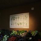 Sch__nes Gem__sesortiment aus dem Eigenanbau des Vetterhofes.jpg