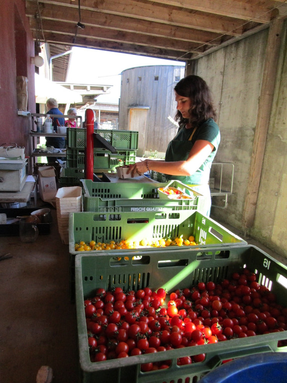 Sophia Walser wiegt die bunten Tomaten f__r den Markt am Samstag ab.jpg