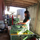 Sophia Walser wiegt die bunten Tomaten f__r den Markt am Samstag ab.jpg