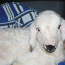 Neugeborenes Lamm in NÖ neben Mistkübel ausgesetzt