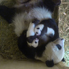 Panda-Babys im Tiergarten Schönbrunn: Aktuelle Bilder