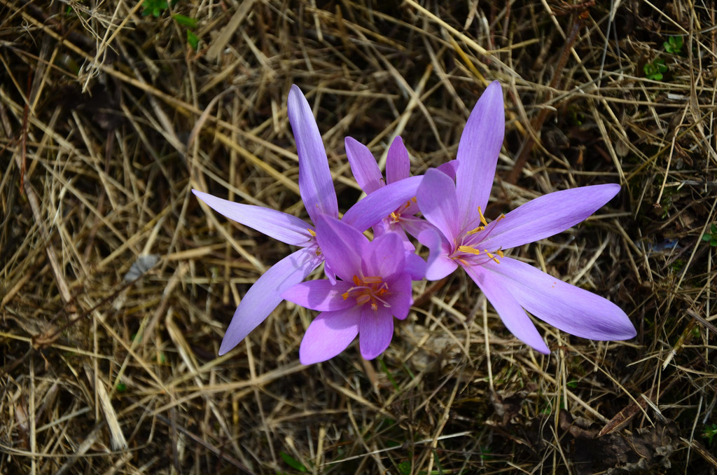 DSC_0006.JPG
