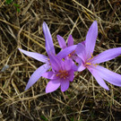 DSC_0006.JPG