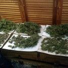 cannabis-meidling.jpg