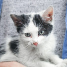 Tierrettung der Wiener Polizei für kleinen Katzen-Bub "Finn"