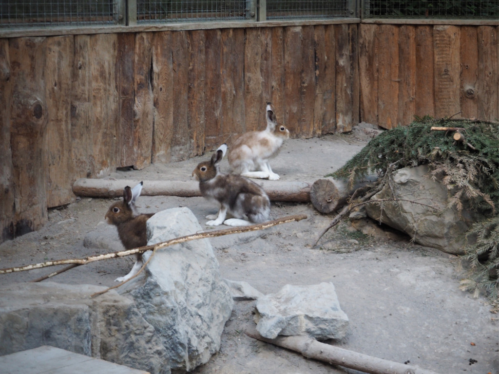 KOE_Wildpark Tierpaten Oktober 4.jpg
