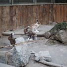 KOE_Wildpark Tierpaten Oktober 4.jpg