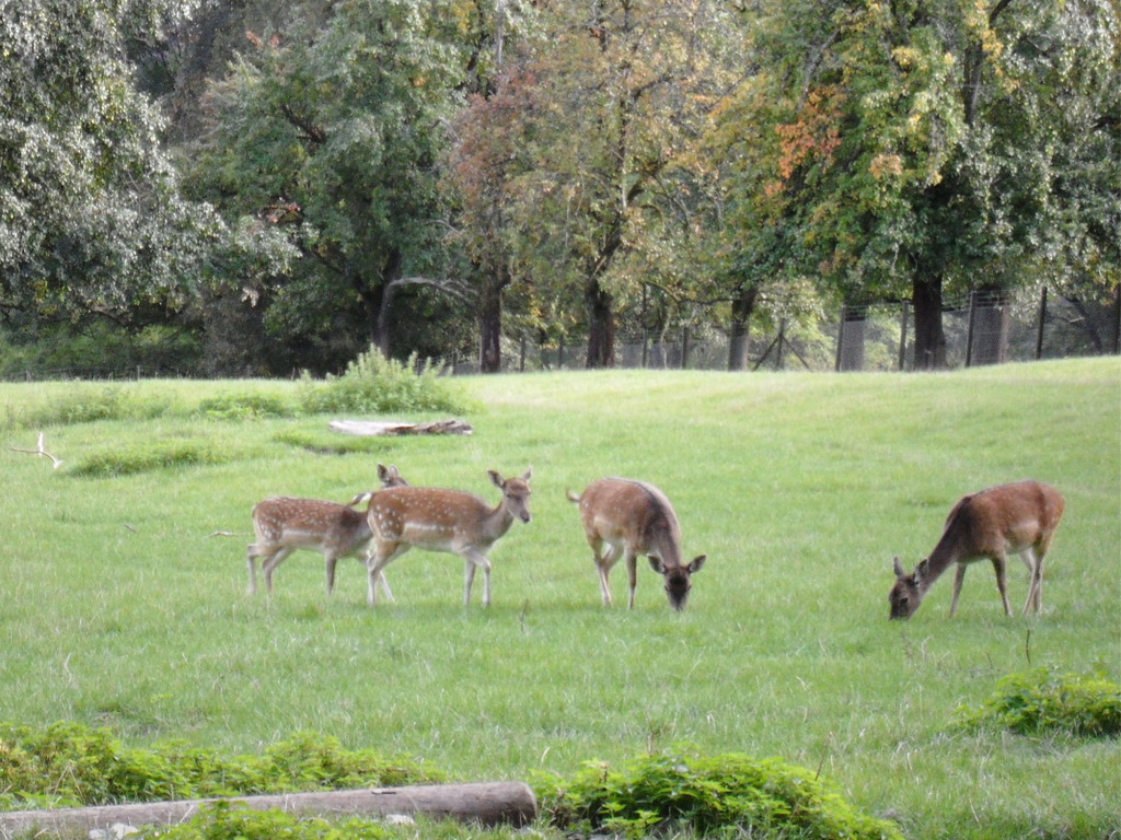 KOE_Wildpark Tierpaten Oktober 11.jpg