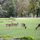 KOE_Wildpark Tierpaten Oktober 11.jpg