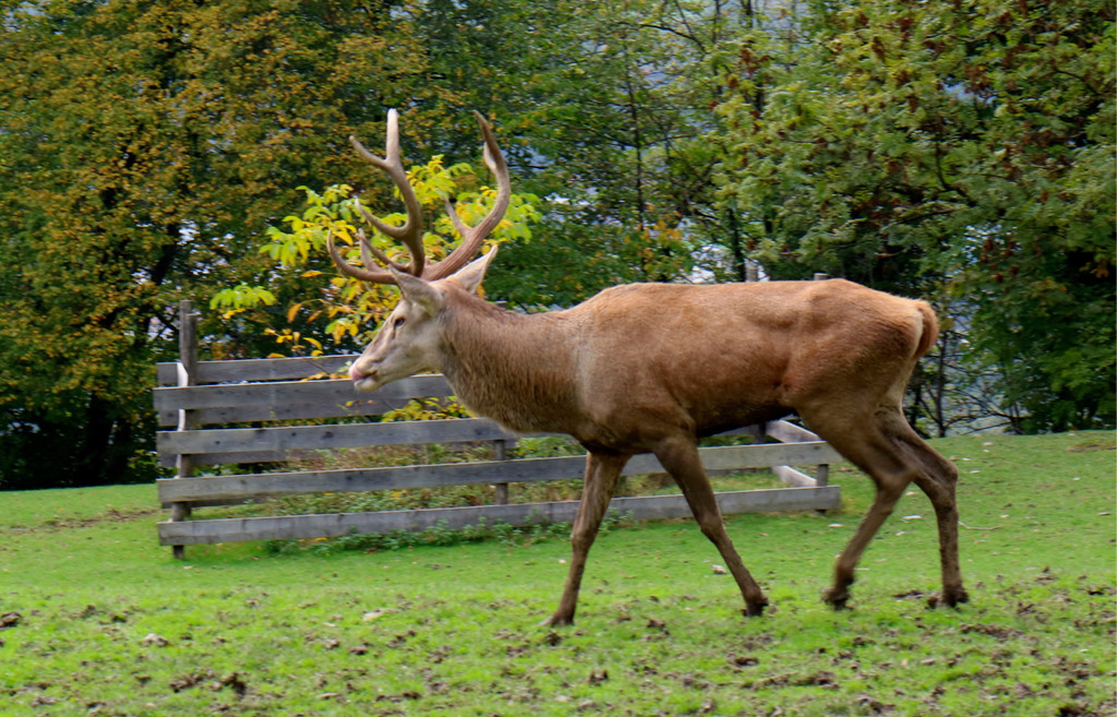 KOE_Wildpark Tierpaten Oktober 16.jpg