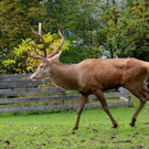 KOE_Wildpark Tierpaten Oktober 16.jpg