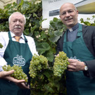 Bilder: Häupl bei der Weinlese