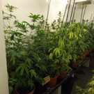 hernals plantage dragon lpd wien _1_.jpg