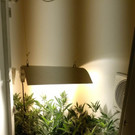 Plantage in Ottakring