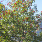 IMG_6356.jpg
