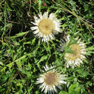 IMG_6359.jpg