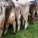 Das Euter ist ein wichtigr Punkt_ wenn es um die Pr__mierung geht.JPG