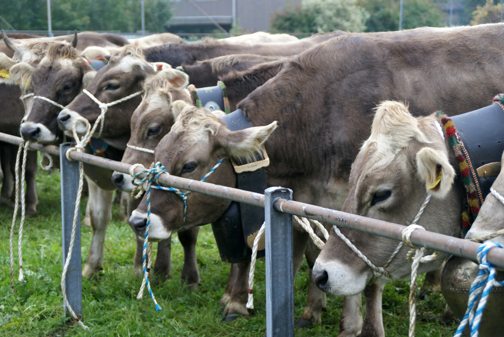 Die Tiere wurden pr__miert.JPG