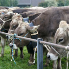 Die Tiere wurden pr__miert.JPG