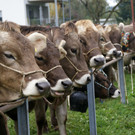 Ein tierisches Spektakel auf der Viehausstellungs-Wiese.JPG