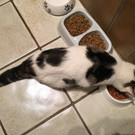 Fundkatze in BÜRS