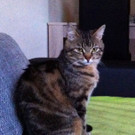 "LOU" aus Lustenau