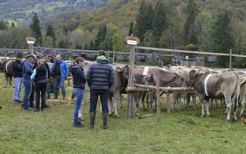 2016 Au Viehausstellung 14 b.jpg