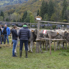 2016 Au Viehausstellung 14 b.jpg